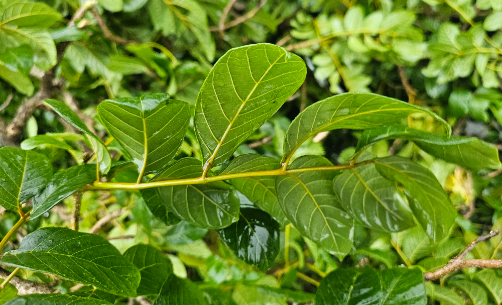 Extracts from the bark, leaves, and flowers are traditionally employed for ailments
