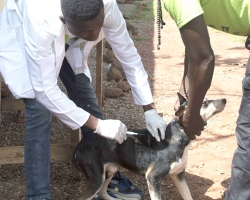 GVMSA-KNUST Embarks on Anti-Rabies Programme